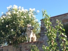 PET FRIENDLY - Podere Ager Mentis